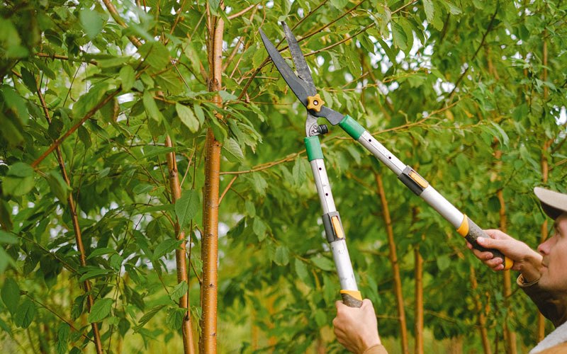 Tree trimming in Clearfield, IA